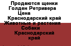 Продаются щенки Голден Ретривера › Цена ­ 20 000 - Краснодарский край Животные и растения » Собаки   . Краснодарский край